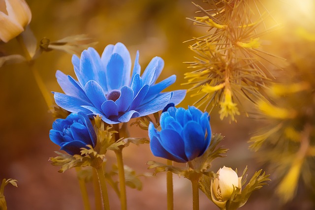 Landelijk Voortuin Charme: Rustieke Ontwerptips