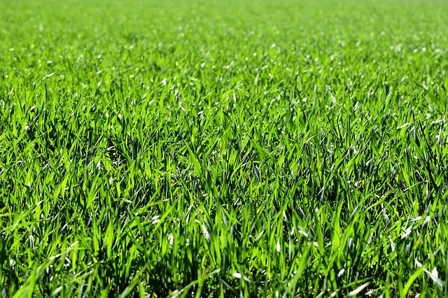 Gras leggen: stap-voor-stap instructies voor een nieuw gazon